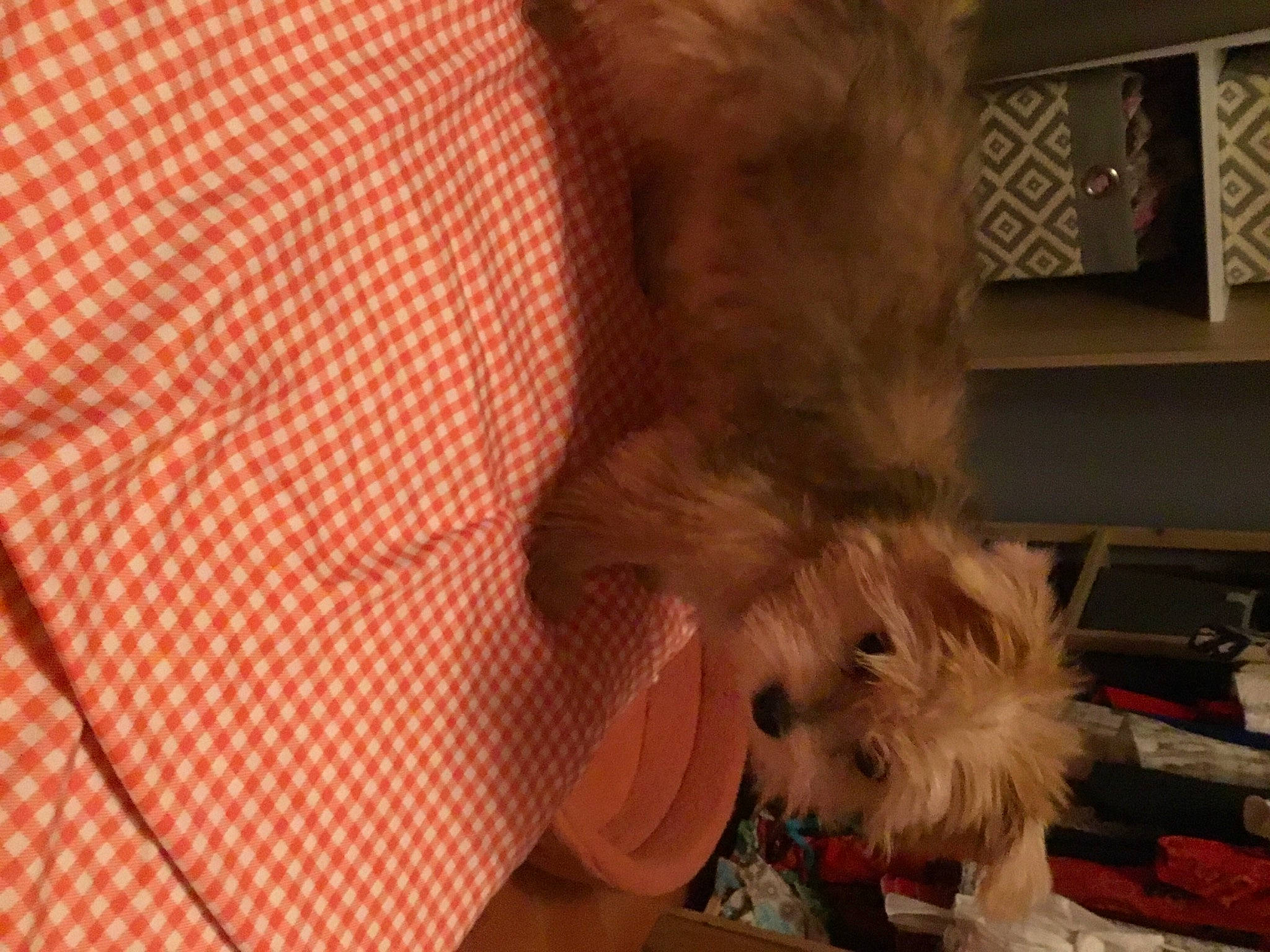 Soleil participe au concours pour gagner de l'argent avec cette photo : canidae, carnivore, companion_dog, dog, dog_breed, dog_supply, fawn, flooring, fur, pattern, peach, pet_supply, plaid, small_terrier, snout, sporting_group, tartan, terrier, toy_dog, working_animal