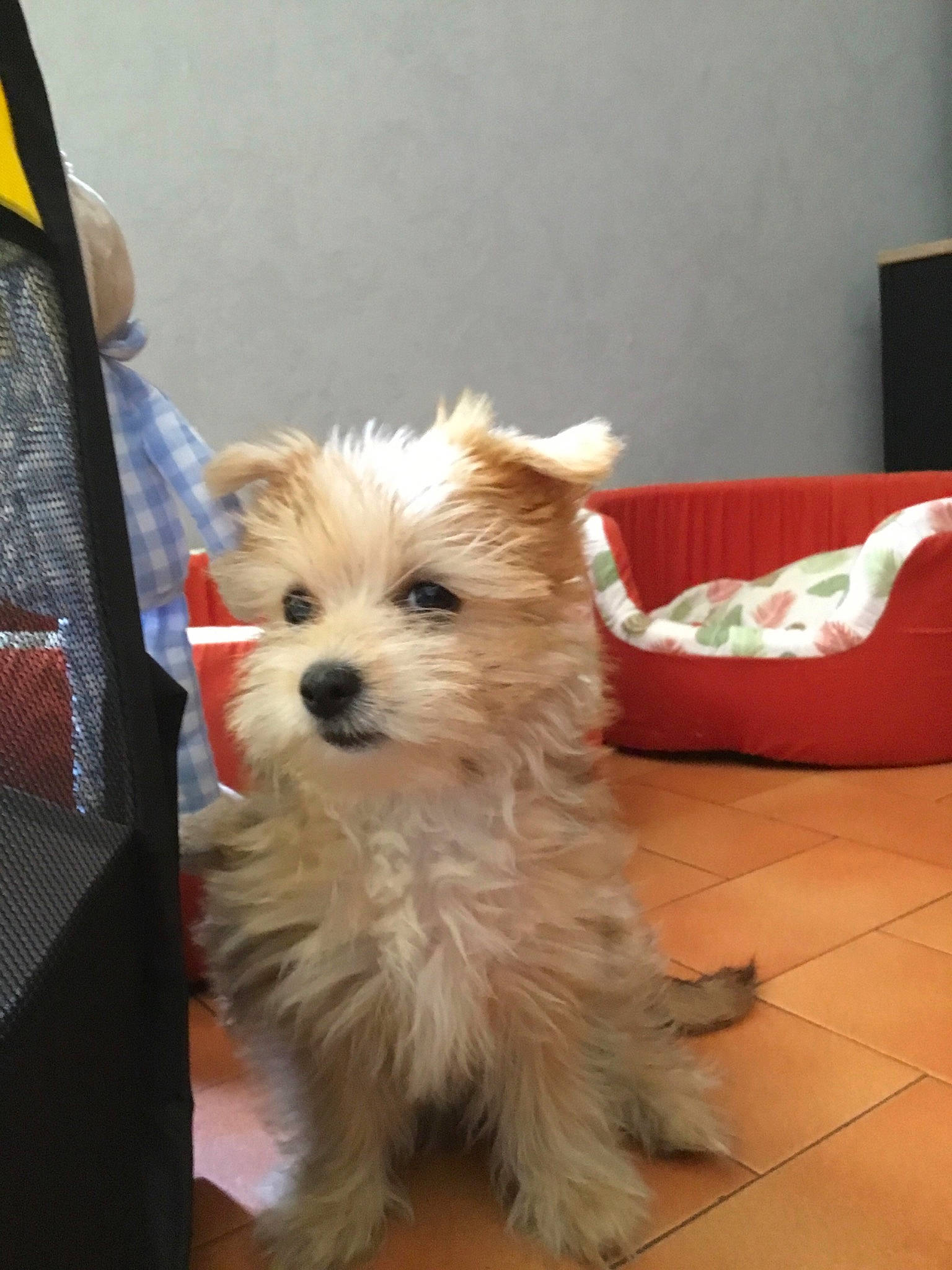 Soleil participe au concours pour gagner de l'argent avec cette photo : bag, biewer_terrier, canidae, carnivore, companion_dog, dog, dog_breed, dog_supply, flooring, fur, hardwood, maltepoo, small_terrier, snout, sporting_group, terrier, toy_dog, wood, working_animal, yorkipoo