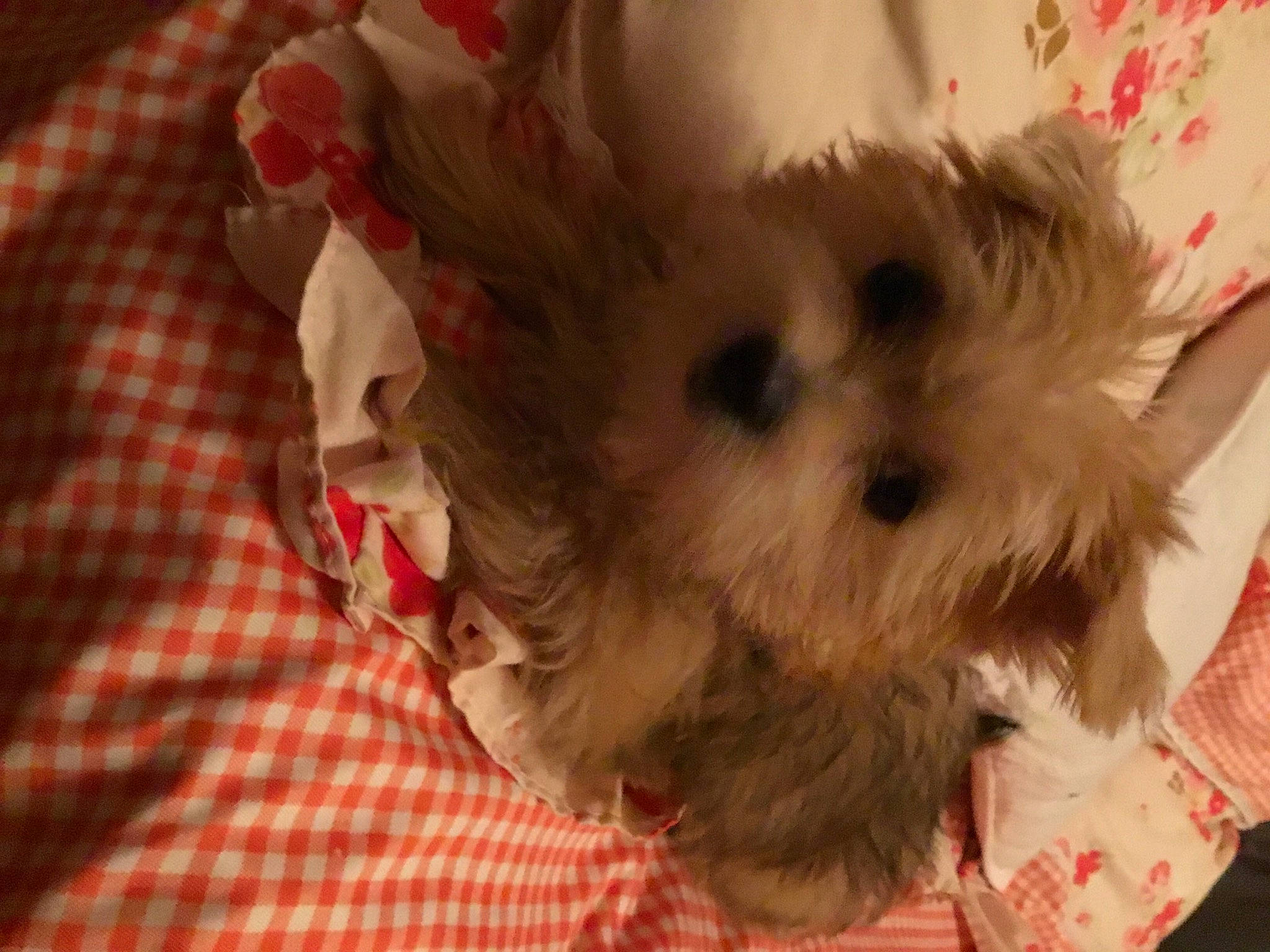 Soleil a rejoint le concours — aidez-le/la à gagner de superbes lots ! carnivore, companion_dog, dog, dog_breed, dog_clothes, dog_supply, fawn, fur, plaid, puppy_love, shih_poo, small_terrier, snout, sporting_group, tartan, terrier, toy, toy_dog, whiskers, working_animal