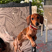 June joined the competition — help win amazing prizes! dog, puppy, dachshund, pearl_necklace, red_collar, chair, outdoor, patio, plants, greenery, sunlight, curious, small_dog, pet, animal, furniture, patterned_chair, ears, eyes, nose