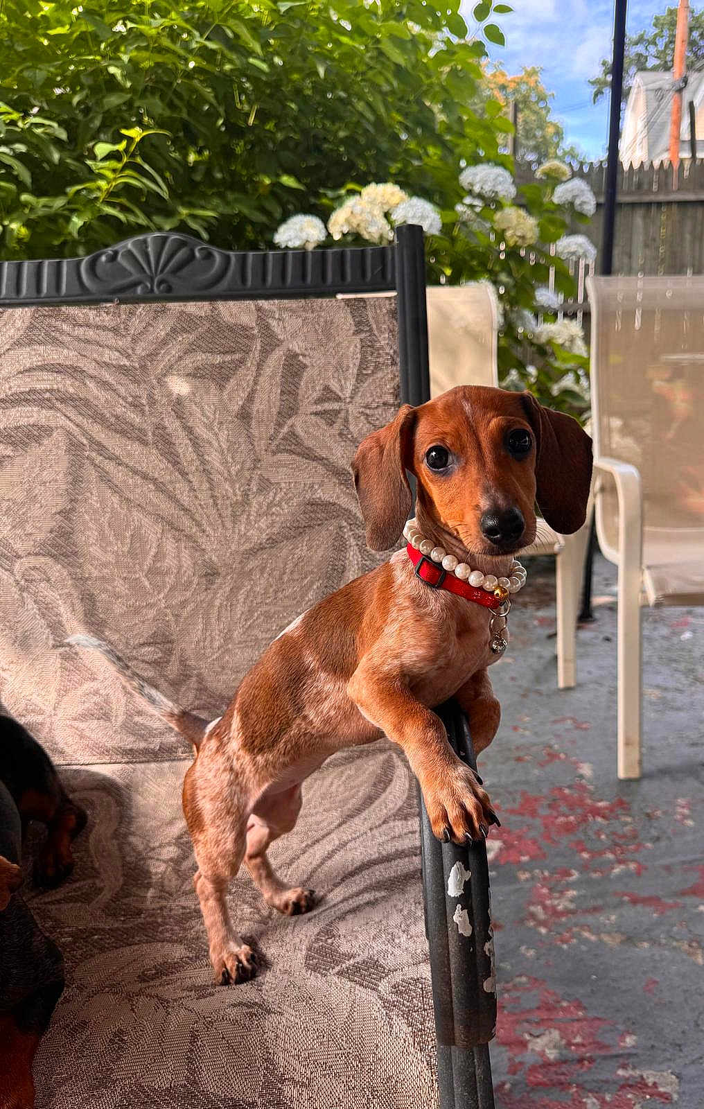 June joined the competition — help win amazing prizes! dog, puppy, dachshund, pearl_necklace, red_collar, chair, outdoor, patio, plants, greenery, sunlight, curious, small_dog, pet, animal, furniture, patterned_chair, ears, eyes, nose