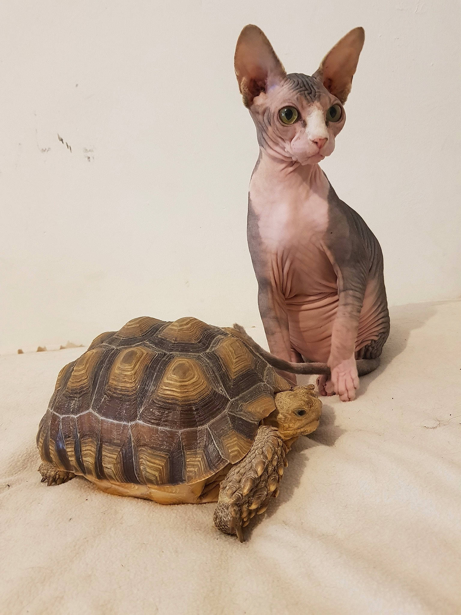 Topaze a rejoint le concours — aidez-le/la à gagner de superbes lots ! carnivore, cat, donskoy, felidae, kitten, organism, pond_turtle, reptile, sea_turtle, small_to_medium_sized_cats, snout, sphynx, tortoise, turtle, vertebrate, whiskers
