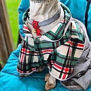 Ina participe au concours pour gagner de l'argent avec cette photo : dog, pet, plaid_jacket, collar, red_bell, blue_cushion, chair, outdoor, wooden_deck, ears, fur, brown_and_white, close_up, sitting, animal, cute, portrait, domestic_animal, canine, attentive