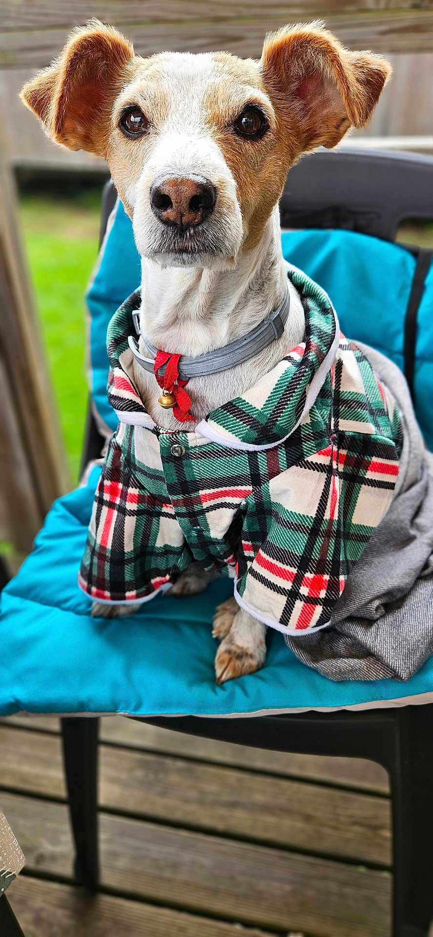 Ina participe au concours pour gagner de l'argent avec cette photo : dog, pet, plaid_jacket, collar, red_bell, blue_cushion, chair, outdoor, wooden_deck, ears, fur, brown_and_white, close_up, sitting, animal, cute, portrait, domestic_animal, canine, attentive