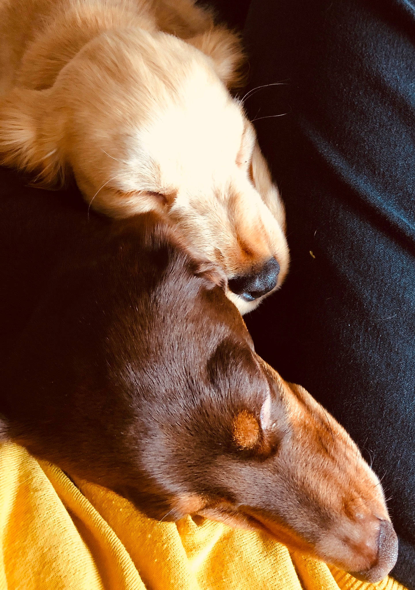 Toffee joined the competition — help win amazing prizes! canidae, carnivore, companion_dog, dog, dog_breed, ear, english_cocker_spaniel, fawn, fur, hovawart, mammal, paw, puppy, snout, sporting_group