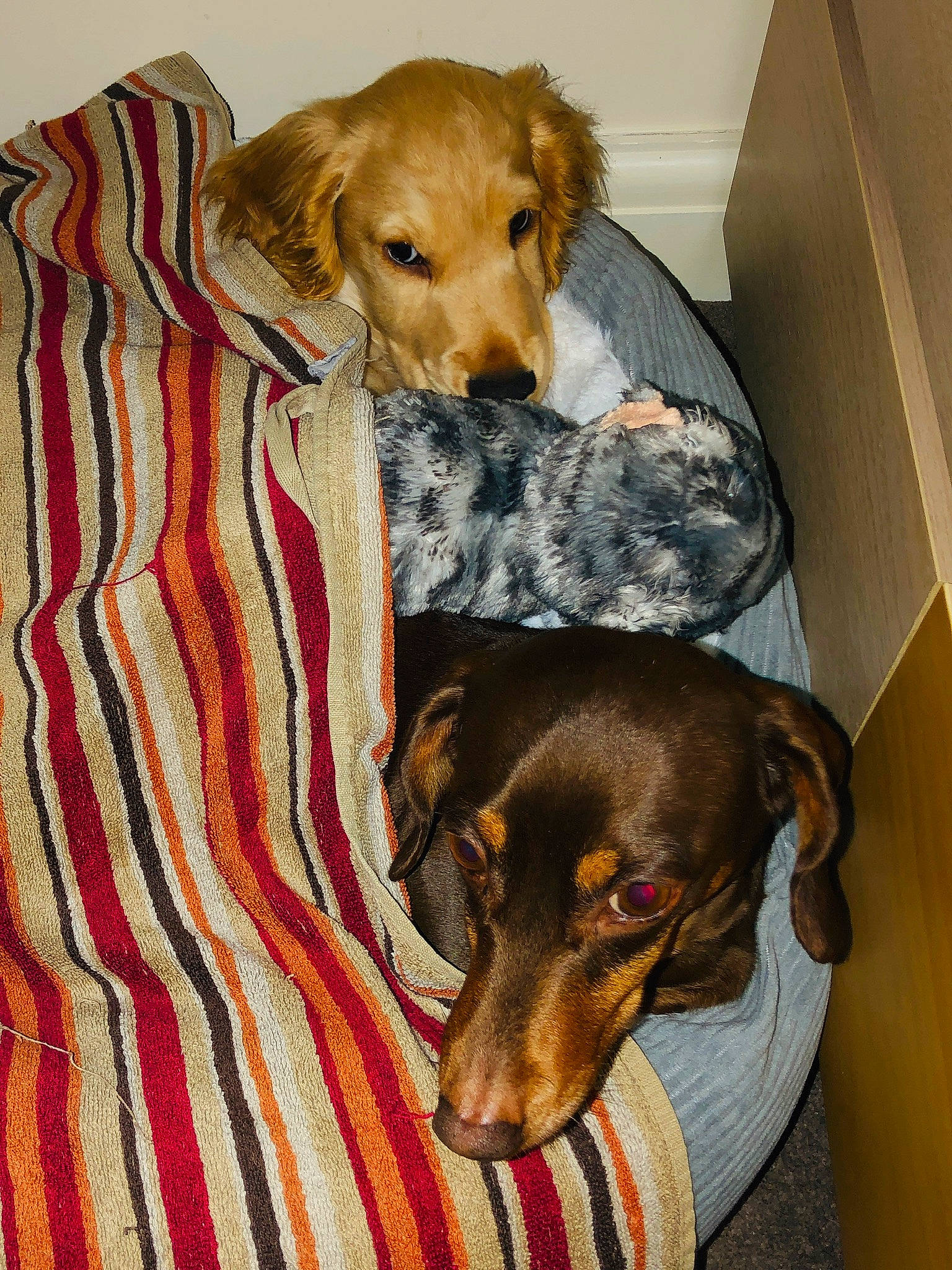 Toffee joined the competition — help win amazing prizes! beagador, canidae, carnivore, companion_dog, dachshund, dog, dog_breed, mammal, puppy, snout, vertebrate