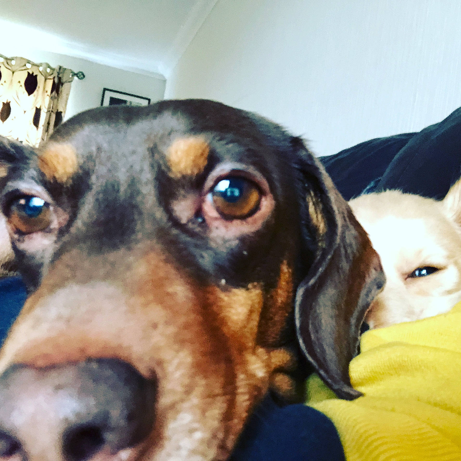 Toffee joined the competition — help win amazing prizes! beagador, black_and_tan_terrier, canidae, carnivore, dachshund, dog, dog_breed, ear, eye, german_pinscher, head, huntaway, mammal, nose, puppy, snout, vertebrate, whiskers