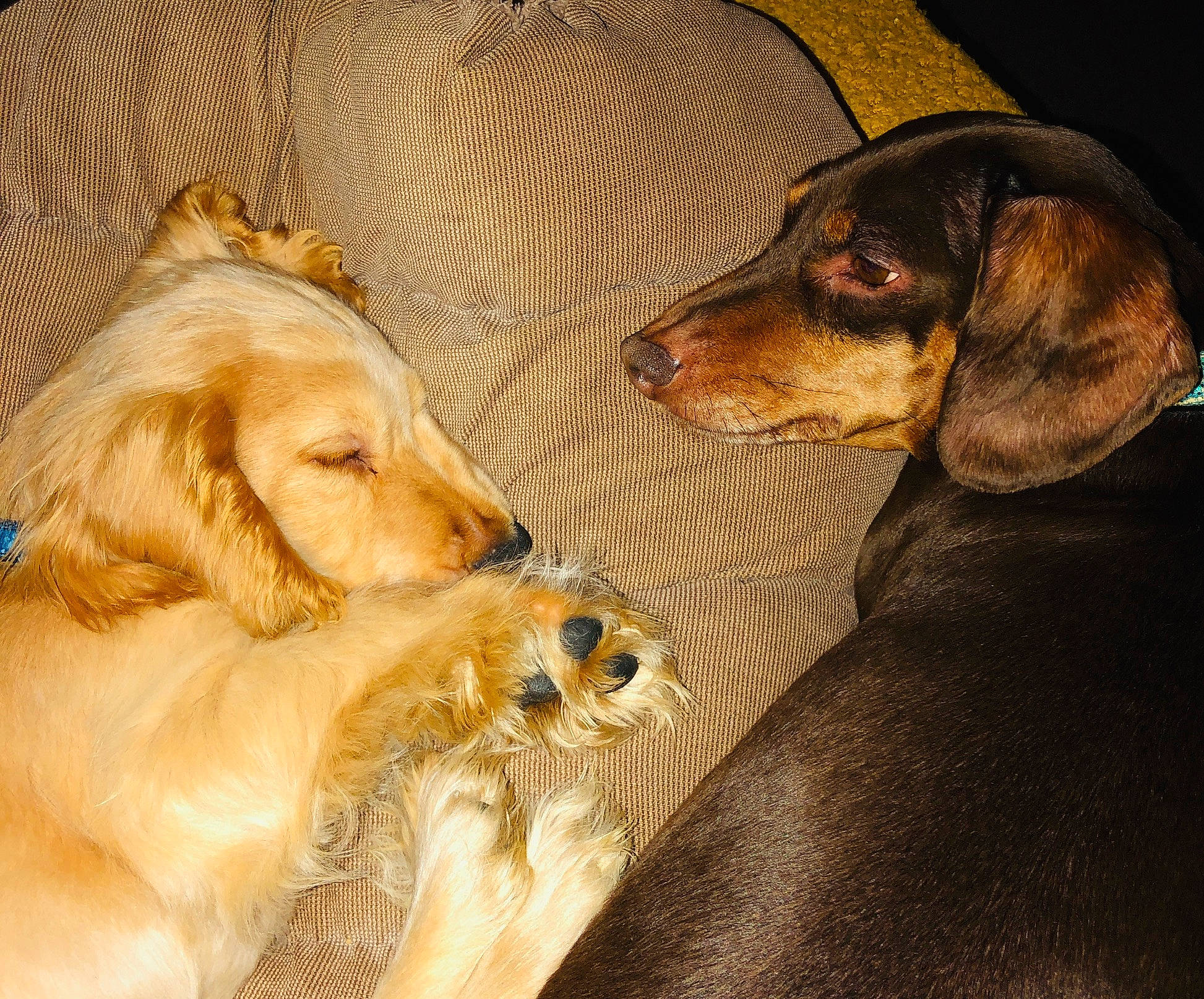 Toffee is registered to the contest to win money with this photo: canidae, carnivore, cocker_spaniel, companion_dog, dog, dog_breed, english_cocker_spaniel, mammal, rare_breed_dog, setter, snout, spaniel, sporting_group, vertebrate