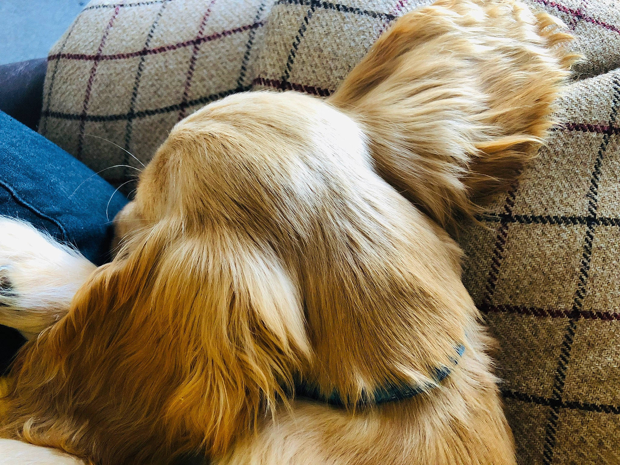 Eddie joined the competition — help win amazing prizes! canidae, carnivore, companion_dog, dog, dog_breed, ear, fawn, fur, liver, snout, sporting_group, tail