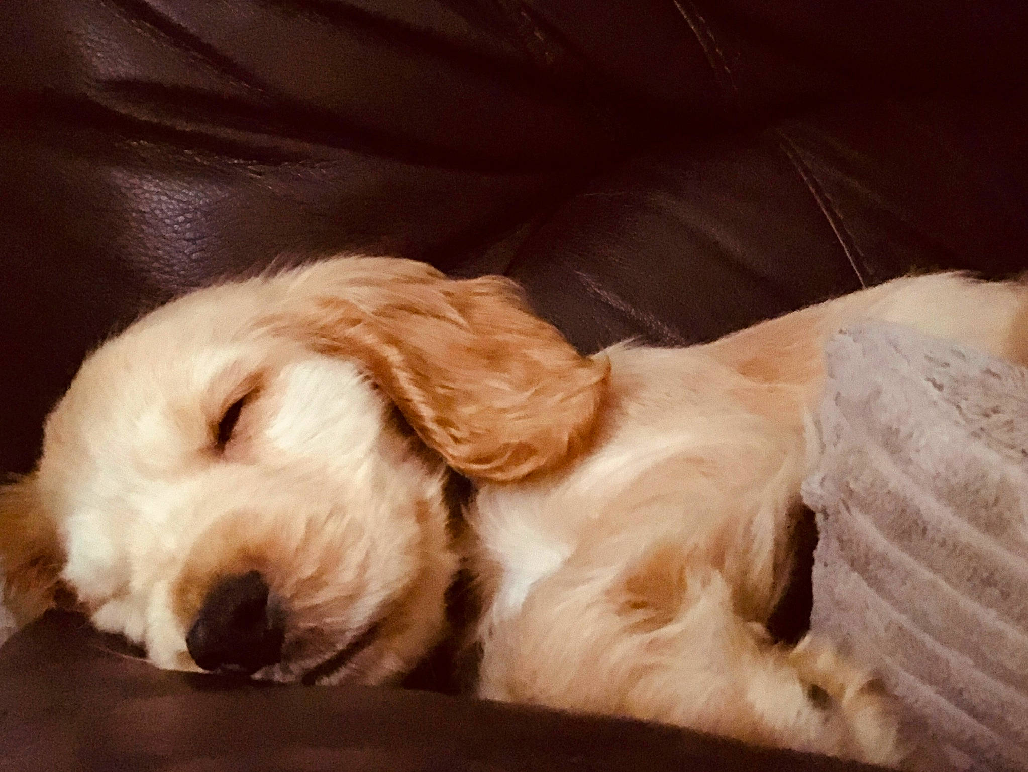 Eddie joined the competition — help win amazing prizes! american_cocker_spaniel, canidae, carnivore, clumber_spaniel, companion_dog, dog, dog_breed, fur, grand_basset_griffon_vendeen, mammal, nap, puppy, puppy_love, rare_breed_dog, russian_spaniel, snout, spaniel, spinone_italiano, sporting_group, vertebrate