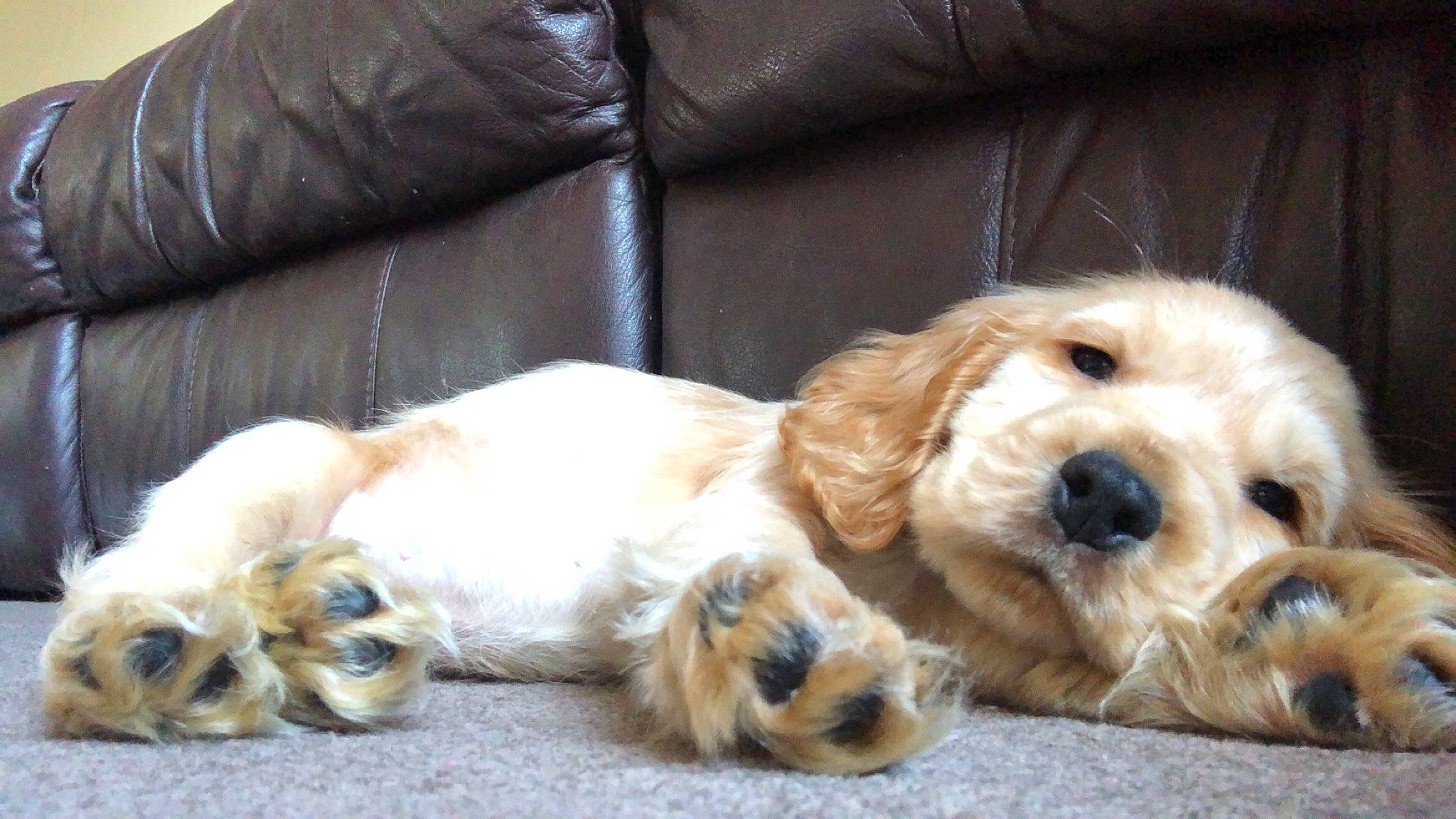 Eddie is registered to the contest to win money with this photo: american_cocker_spaniel, canidae, carnivore, cocker_spaniel, companion_dog, dog, dog_breed, english_cocker_spaniel, fawn, golden_retriever, mammal, puppy, puppy_love, rare_breed_dog, russian_spaniel, snout, spaniel, sporting_group, vertebrate