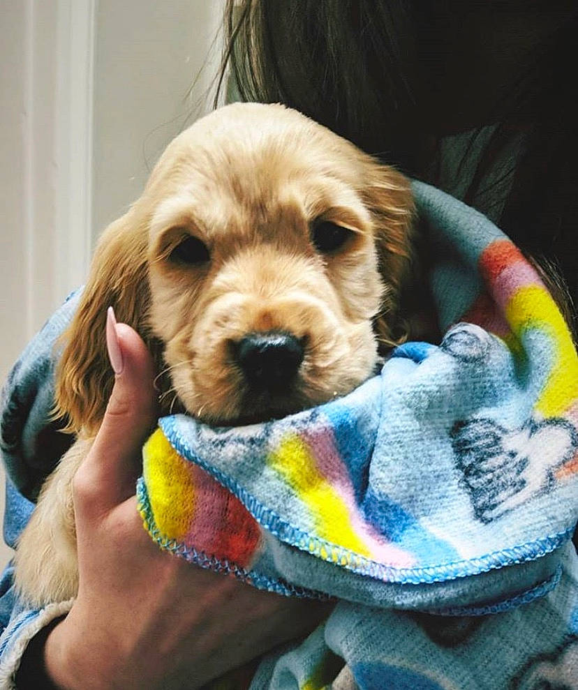 Eddie is registered to the contest to win money with this photo: american_cocker_spaniel, canidae, carnivore, cocker_spaniel, companion_dog, dog, dog_breed, english_cocker_spaniel, fawn, golden_retriever, mammal, puppy, puppy_love, rare_breed_dog, retriever, spaniel, sporting_group, vertebrate