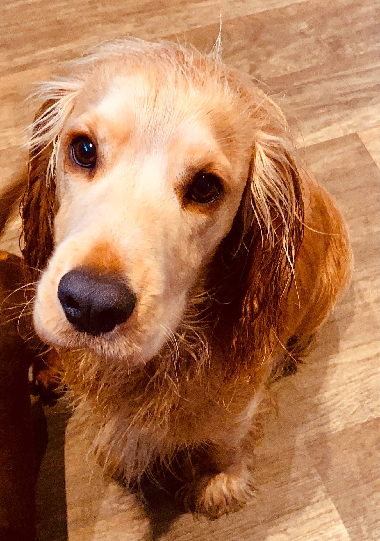 Eddie joined the competition — help win amazing prizes! beige, blond, brown, carnivore, companion_dog, dog, dog_breed, fawn, floor, flooring, fur, hardwood, liver, snout, sporting_group, tan, terrestrial_animal, whiskers, wood_flooring, working_animal