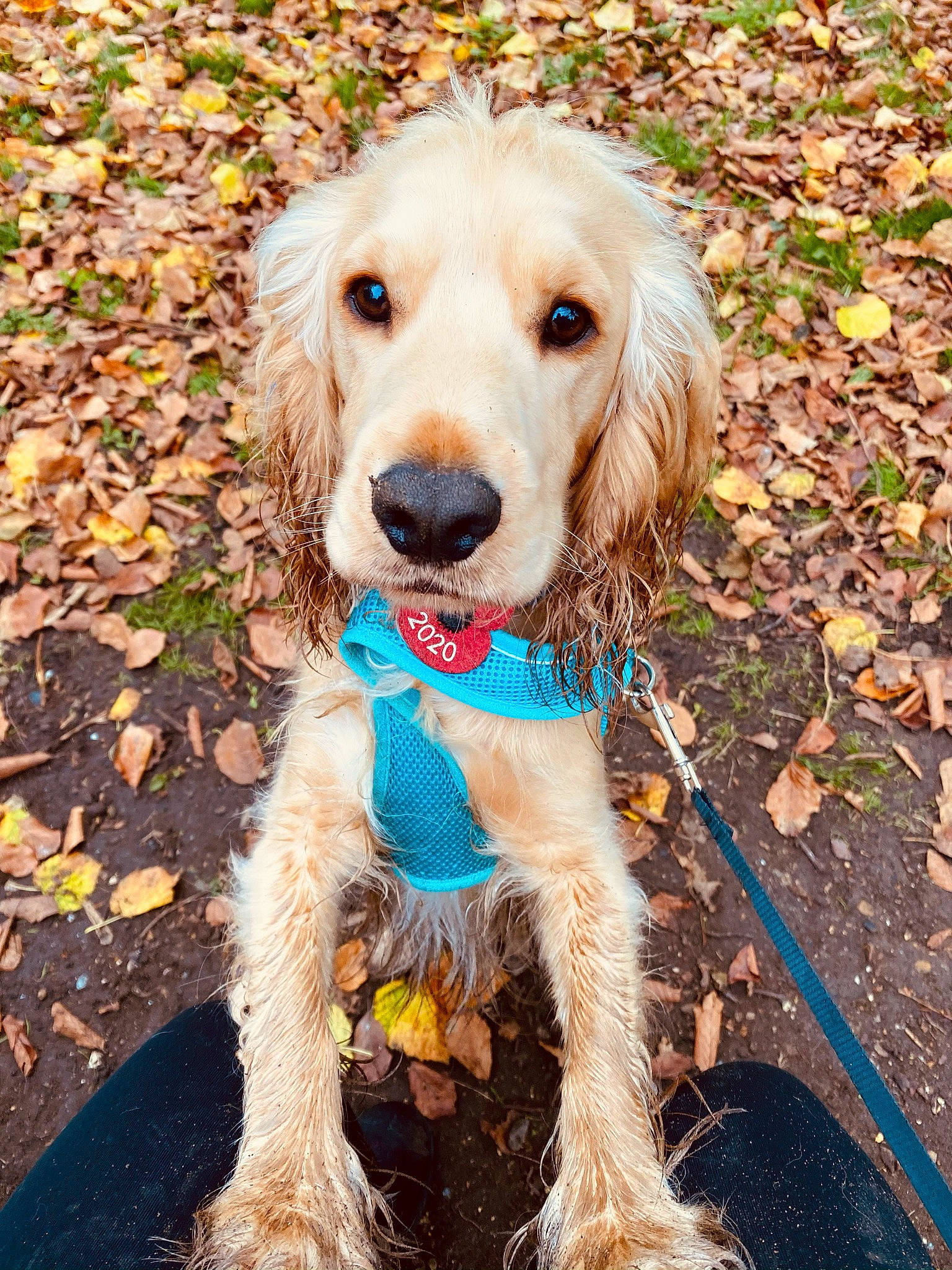 Eddie is registered to the contest to win money with this photo: canidae, carnivore, collar, companion_dog, dog, dog_breed, dog_clothes, dog_collar, dog_supply, fawn, fur, gun_dog, leash, liver, mammal, pet_supply, snout, sporting_group, vertebrate, working_animal