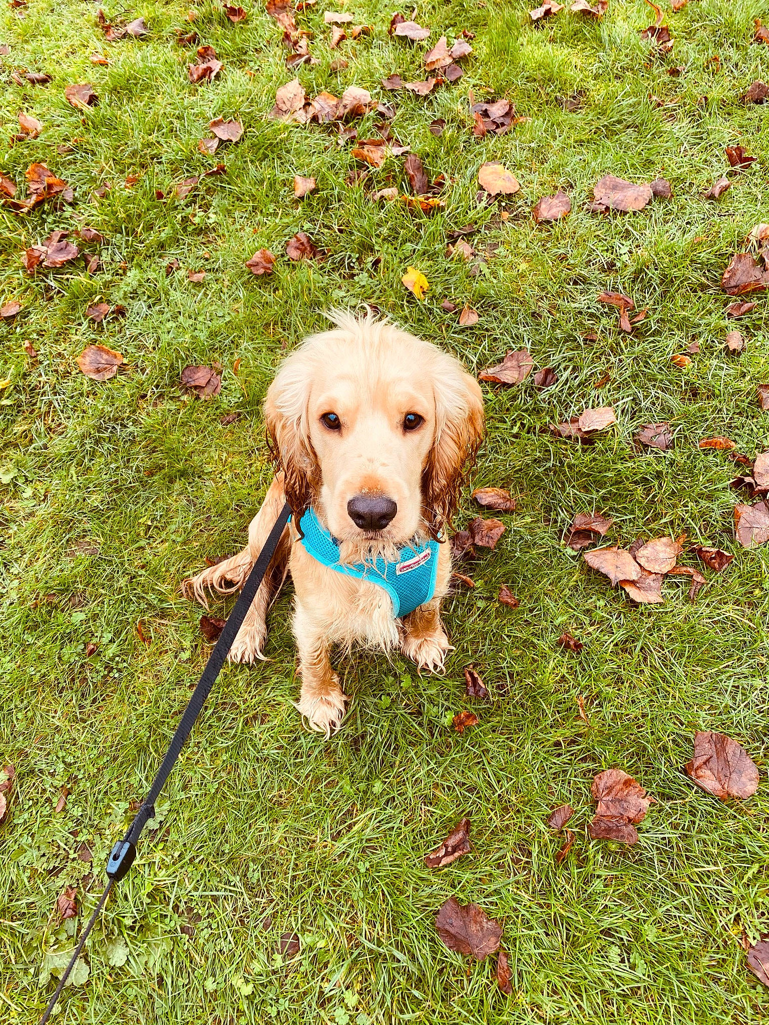 Eddie joined the competition — help win amazing prizes! autumn, canidae, carnivore, collar, companion_dog, dog, dog_breed, dog_collar, dog_supply, groundcover, leash, liver, mammal, pet_supply, sporting_group, toy, working_animal, working_dog