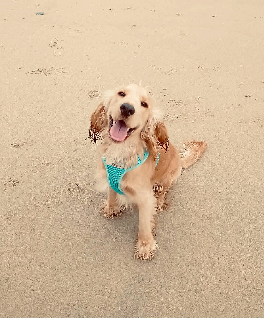 Eddie joined the competition — help win amazing prizes! canidae, carnivore, companion_dog, dog, dog_breed, dog_collar, dog_supply, fawn, hunting_dog, leash, liver, sand, sporting_group, working_animal