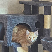 Pugsley is registered to the contest to win money with this photo: cat, orange_tabby, cat_tree, indoor, pet, feline, fur, ears, whiskers, curious, resting, animal, home, climbing_structure, scratching_post, cute, looking, cozy, playful, relaxed