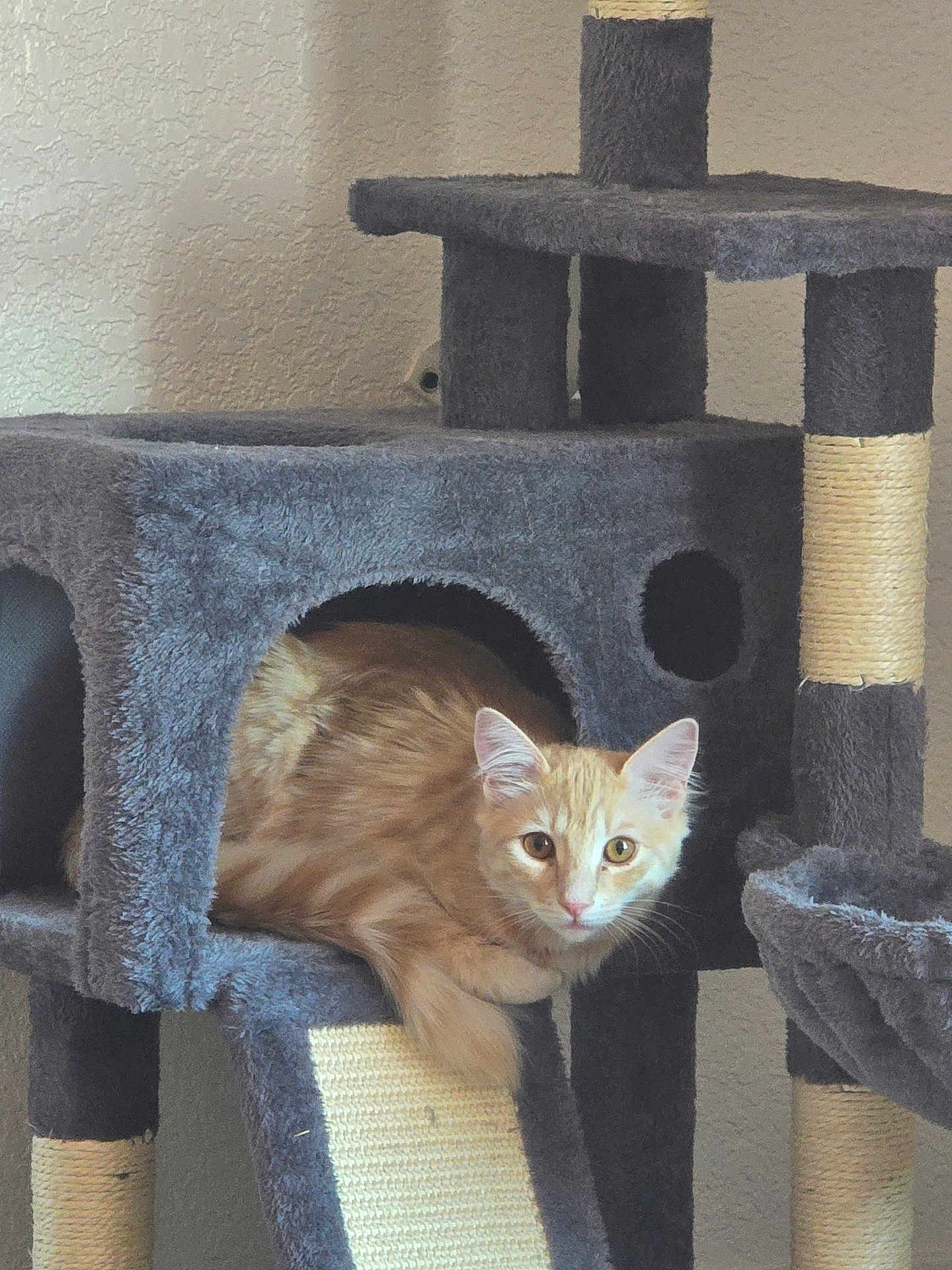 Pugsley is registered to the contest to win money with this photo: cat, orange_tabby, cat_tree, indoor, pet, feline, fur, ears, whiskers, curious, resting, animal, home, climbing_structure, scratching_post, cute, looking, cozy, playful, relaxed