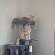 Wednesday-Pugsleys joined the competition — help win amazing prizes! cat, cats, cat_tree, ginger_cat, pet, indoor, feline, fluffy, perched, multi_level, platform, tail, corner, wall, painting, relaxed, sitting, furniture, animal, domestic