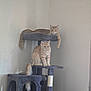 cat, cats, cat_tree, ginger_cat, pet, indoor, feline, fluffy, perched, multi_level, platform, tail, corner, wall, painting, relaxed, sitting, furniture, animal, domestic