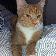 Kovu is registered to the contest to win money with this photo: cat, ginger_cat, white_fur, pet, animal, close_up, indoor, bedding, striped, fur, whiskers, ears, paws, relaxed, domestic_cat, cute, feline, portrait, resting, bed