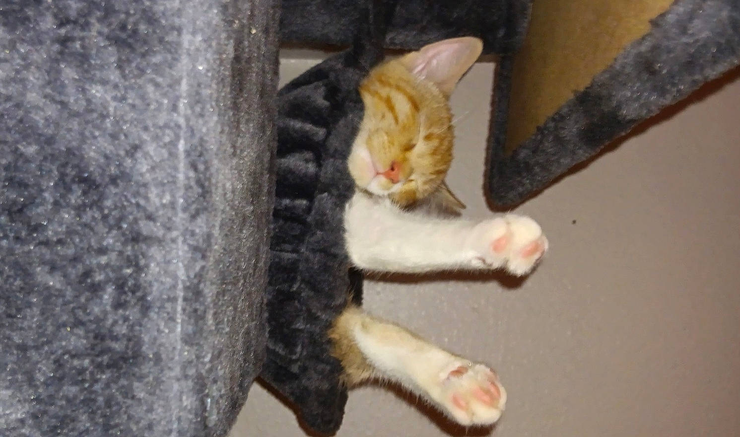 Kovu is registered to the contest to win money with this photo: animal, cat, cat_tree, cozy, cute, feline, fur, hammock, home, indoor, orange_cat, paw, pet, pink_paws, relaxed, resting, sleeping, soft_texture, stretching, white_paws