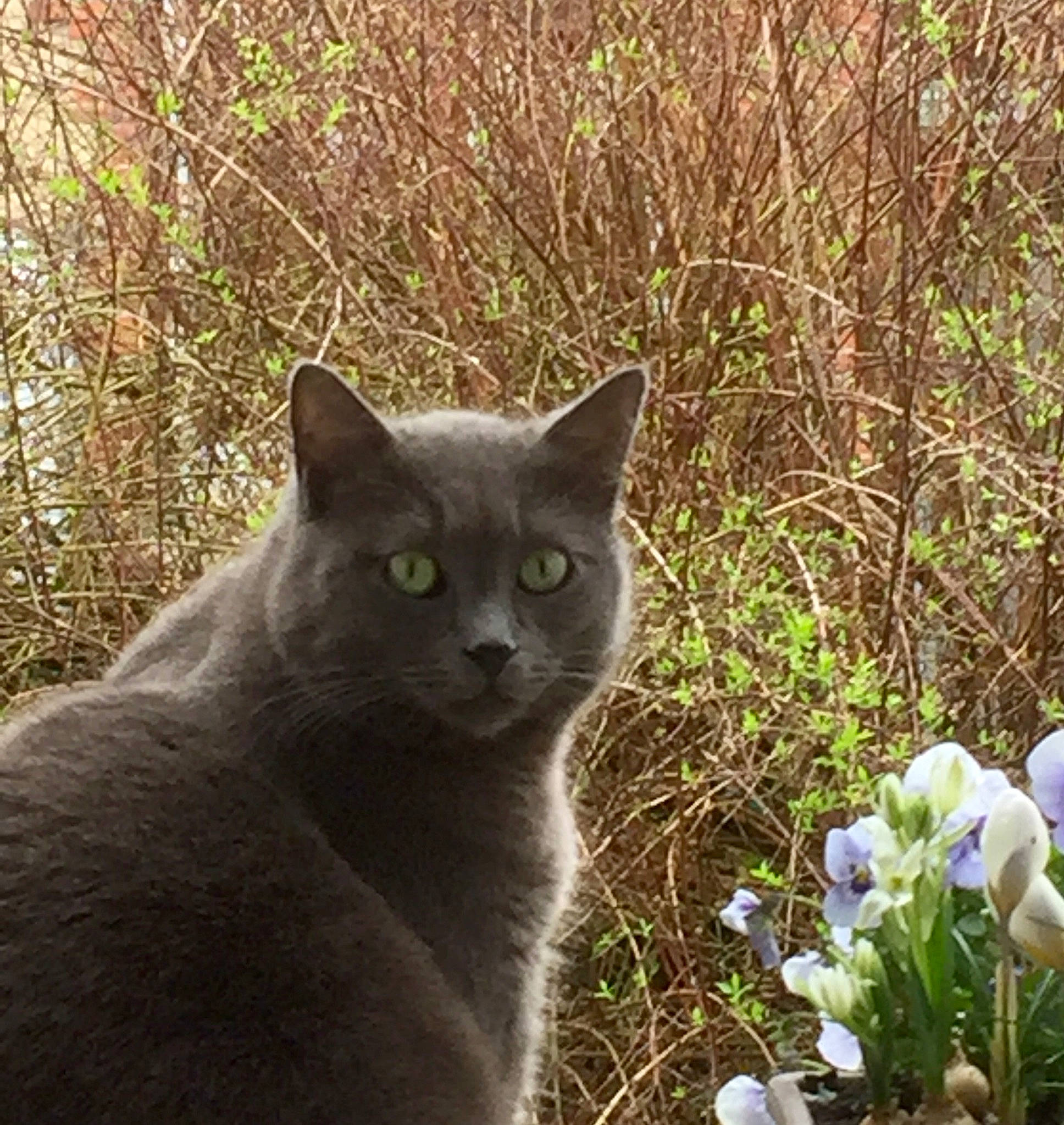 Monk a rejoint le concours — aidez-le/la à gagner de superbes lots ! annual_plant, carnivore, cat, domestic_short_haired_cat, eye, felidae, flower, fur, grass, groundcover, herb, herbaceous_plant, petal, plant, russian_blue, small_to_medium_sized_cats, snout, tail, terrestrial_animal, whiskers