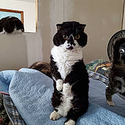 Jellybean is registered to the contest to win money with this photo: cat, black_and_white_cat, standing_cat, bed, blanket, quilt, window, fan, indoor, feline, curious, fluffy, fur, pets, multiple_cats, resting, home, cozy, animal, domestic
