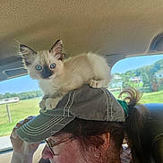 Cuddles joined the competition — help win amazing prizes! kitten, cat, person, hat, glasses, car_interior, window, greenery, sunlight, blue_eyes, animal, pet, cute, smile, casual_clothing, hairstyle, cap, nature, daytime, portrait