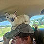 kitten, cat, person, hat, glasses, car_interior, window, greenery, sunlight, blue_eyes, animal, pet, cute, smile, casual_clothing, hairstyle, cap, nature, daytime, portrait