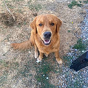 Patapouf a rejoint le concours — aidez-le/la à gagner de superbes lots ! dog, golden_retriever, pet, animal, outdoor, grass, dry_grass, smiling, sitting, looking_up, happy, nature, ground, fur, canine, mammal, tail, daylight, garden, gravel