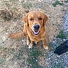 animal, canine, daylight, dog, dry_grass, fur, garden, golden_retriever, grass, gravel, ground, happy, looking_up, mammal, nature, outdoor, pet, sitting, smiling, tail