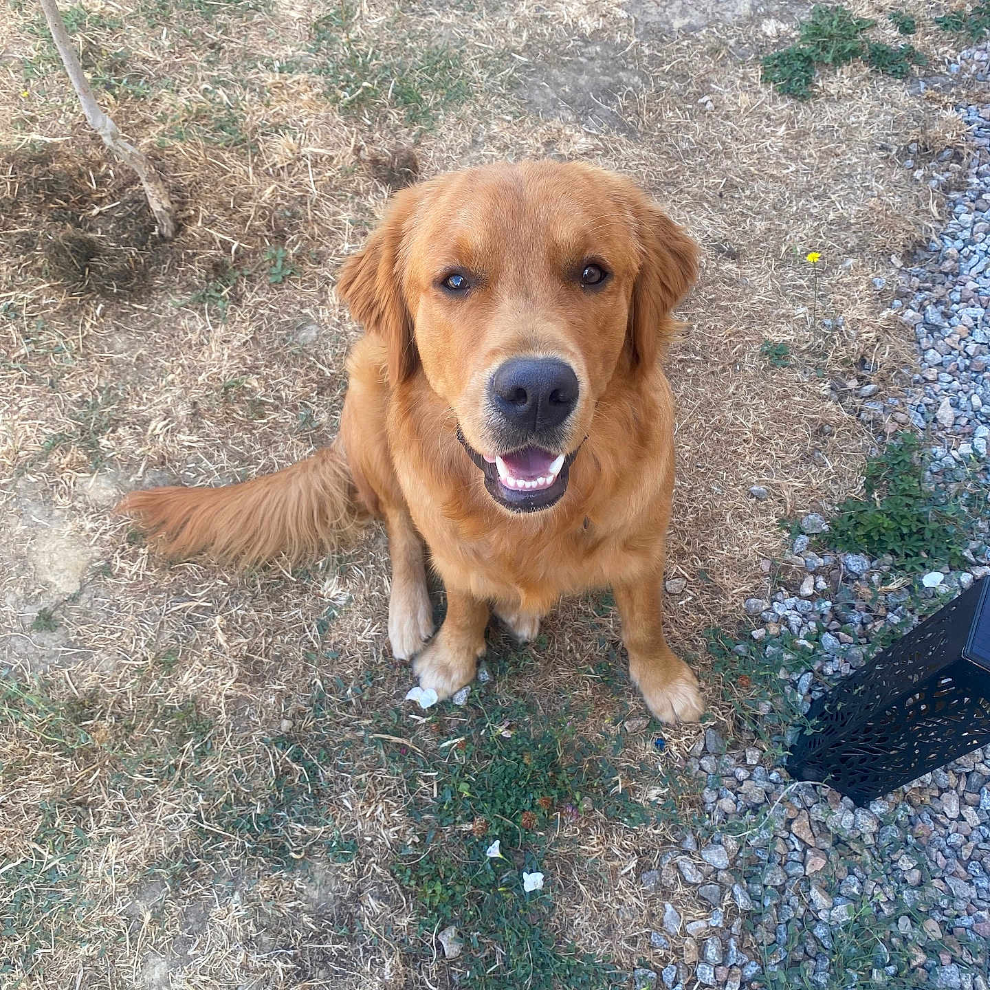 Patapouf a rejoint le concours — aidez-le/la à gagner de superbes lots ! dog, golden_retriever, pet, animal, outdoor, grass, dry_grass, smiling, sitting, looking_up, happy, nature, ground, fur, canine, mammal, tail, daylight, garden, gravel