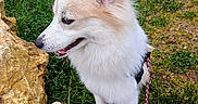 Vaïa a rejoint le concours — aidez-le/la à gagner de superbes lots ! accessories, animal, canine, dog, eskimodog, fox, grass, husky, leash, pet, plant, puppy, rock, slate, soil, strap, whitedog