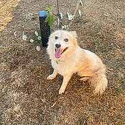 Vaïa a rejoint le concours — aidez-le/la à gagner de superbes lots ! animal, collar, cute, daisy, daylight, dog, dry_grass, flower, fluffy, grass, happy, nature, outdoor, pet, plant, sitting, smiling, summer, sunlight, tongue_out