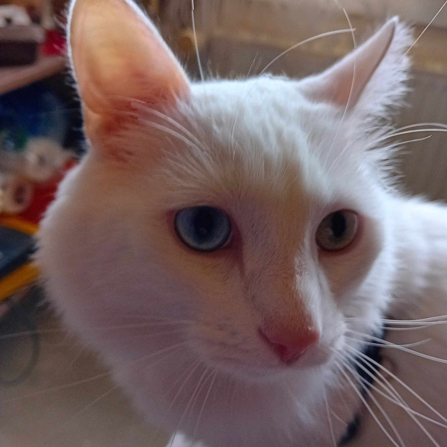 Néo a rejoint le concours — aidez-le/la à gagner de superbes lots ! cat, white_cat, blue_eyes, close_up, indoor, pet, feline, whiskers, fur, animal, domestic_animal, cute, portrait, soft_light, blurred_background, curious, ears, pink_nose, face, looking_away
