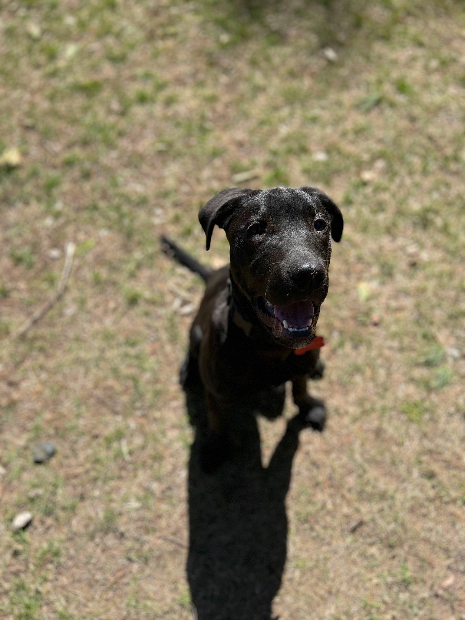 Ace joined the competition — help win amazing prizes! borador, canidae, carnivore, collar, companion_dog, dog, dog_breed, dog_collar, grass, guard_dog, gun_dog, hunting_dog, snout, sporting_group, terrestrial_animal, working_animal, working_dog