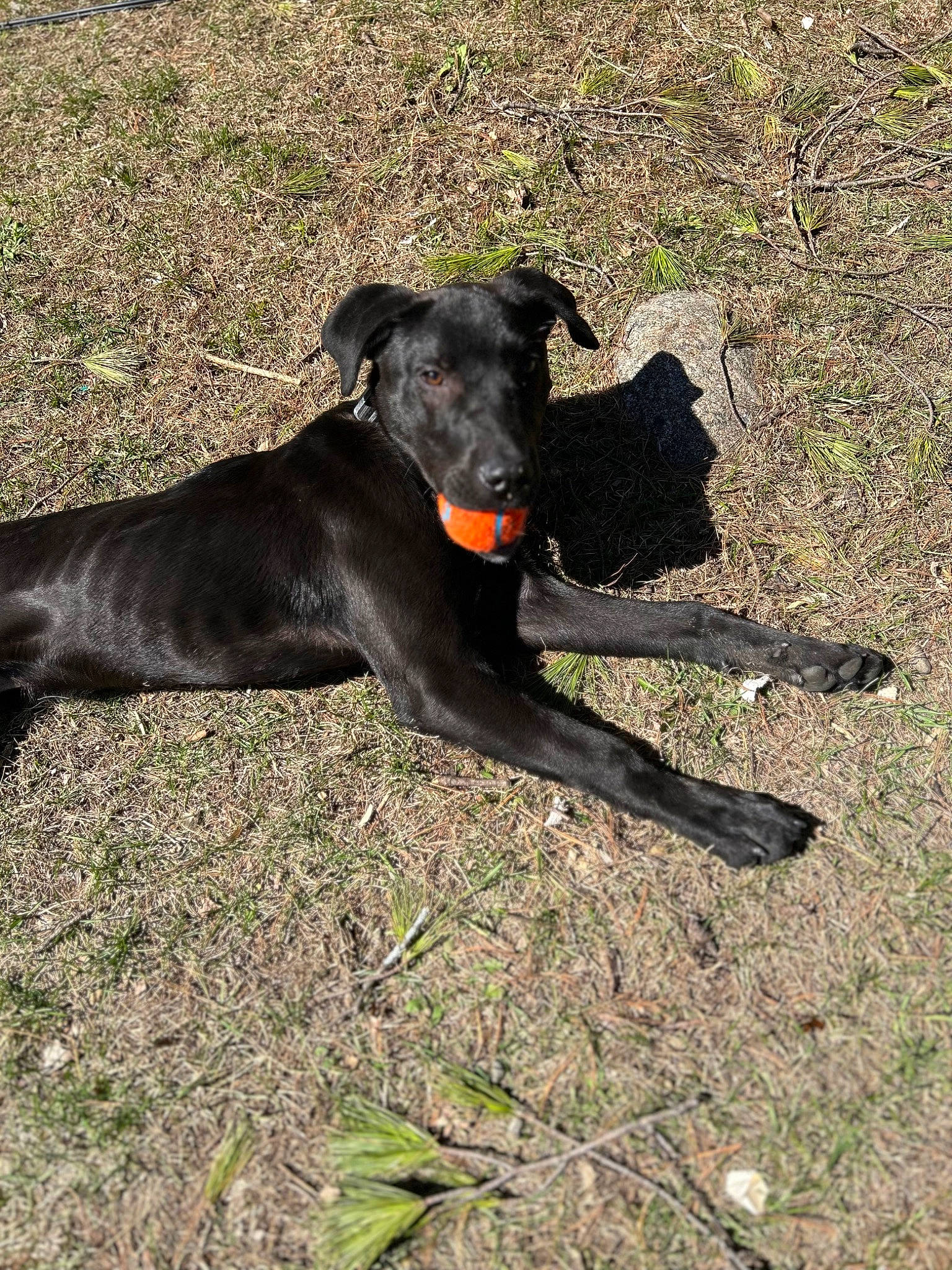 Ace is registered to the contest to win money with this photo: borador, canidae, carnivore, collar, companion_dog, dog, dog_breed, dog_collar, fawn, grass, guard_dog, hunting_dog, plant, soil, sporting_group, tail, terrestrial_animal, working_animal, working_dog