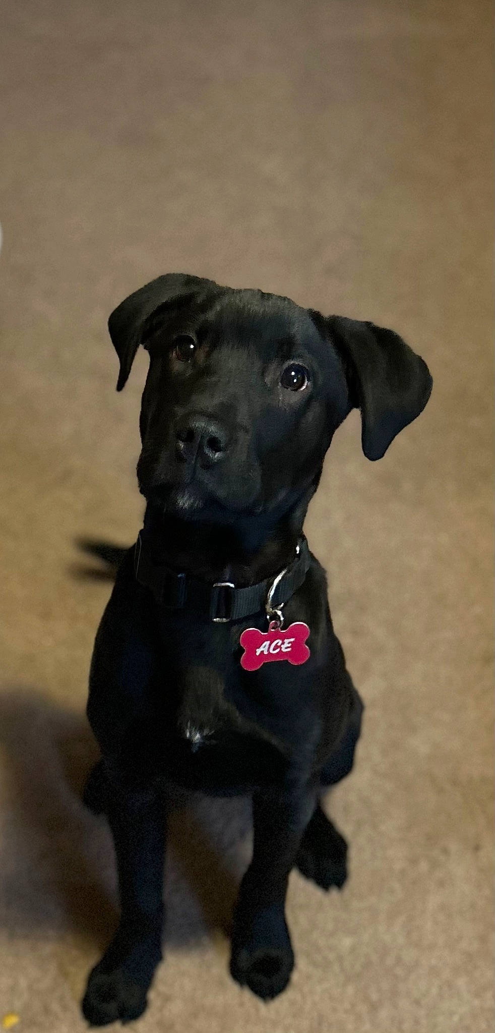 Ace is registered to the contest to win money with this photo: borador, canidae, carnivore, collar, companion_dog, dog, dog_breed, dog_collar, gun_dog, hunting_dog, liver, personal_protective_equipment, pet_supply, whiskers, working_animal