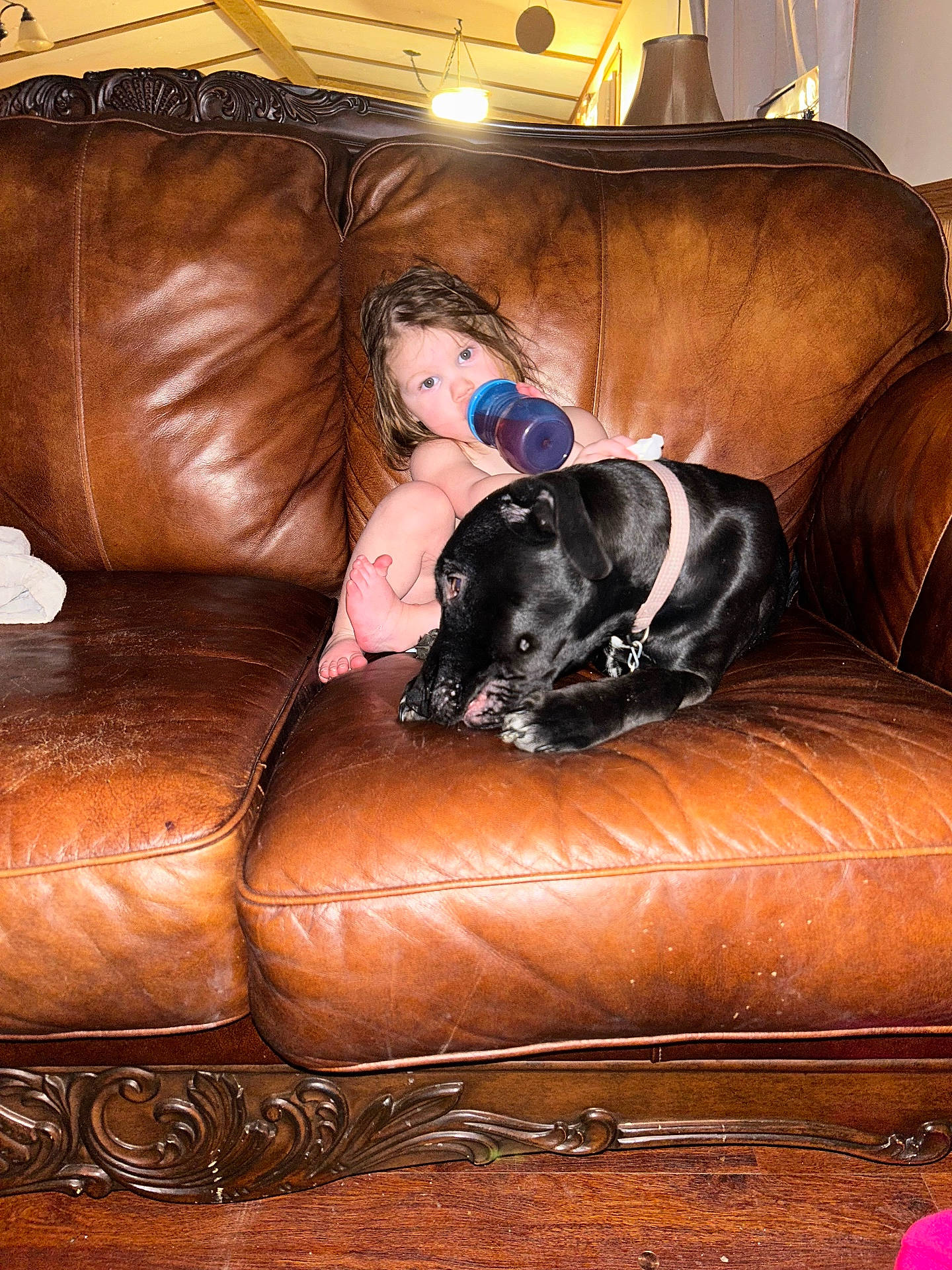 Ava is registered to the contest to win money with this photo: animal, architecture, building, canine, couch, cushion, dog, face, furniture, head, homedecor, indoors, interiordesign, livingroom, person, pet, photography, portrait, puppy, room