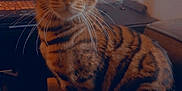 Binx joined the competition — help win amazing prizes! cat, bengal_cat, indoor, pet, animal, whiskers, fur, striped, close_up, eyes, curious, laptop, furniture, cozy, domestic, cute, sitting, portrait, home, technology