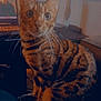 cat, bengal_cat, indoor, pet, animal, whiskers, fur, striped, close_up, eyes, curious, laptop, furniture, cozy, domestic, cute, sitting, portrait, home, technology