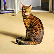 Binx joined the competition — help win amazing prizes! cat, bengal_cat, pet, indoor, carpet, vacuum_cleaner, baby_gate, animal, feline, sitting, green_eyes, striped, spotted, looking_at_camera, domestic, household, whiskers, tail, fur, ears