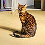 cat, bengal_cat, pet, indoor, carpet, vacuum_cleaner, baby_gate, animal, feline, sitting, green_eyes, striped, spotted, looking_at_camera, domestic, household, whiskers, tail, fur, ears