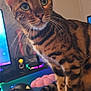 Binx joined the competition — help win amazing prizes! cat, bengal_cat, pet, indoor, computer_mouse, mousepad, rgb_lighting, desk, gaming, whiskers, green_eyes, curious, feline, striped_fur, spots, tail, paws, technology, electronics, room