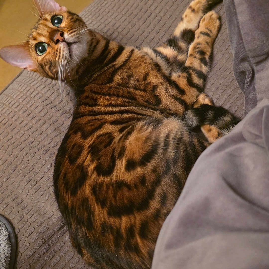 Binx is registered to the contest to win money with this photo: animal, bengal_cat, black, brown, cat, comfortable, couch, cozy, ears, eyes, fur, furniture, indoor, looking_up, pet, relaxing, spotted, striped, texture, whiskers