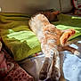 Nesquik participe au concours pour gagner de l'argent avec cette photo : animal, bed, blanket, cat, comfort, cozy, feline, furry, ginger_cat, home, indoor, paws, pet, relaxed, resting, sleeping, soft, stretching, sunlight, tail