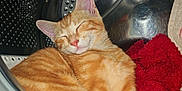 Nesquik participe au concours pour gagner de l'argent avec cette photo : cat, orange_tabby, sleeping, washing_machine, towels, metallic, cozy, curled_up, nap, domestic_cat, pet, feline, indoor, resting, cute, fur, whiskers, pink_nose, ears, closed_eyes