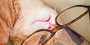 Nesquik participe au concours pour gagner de l'argent avec cette photo : cat, close_up, cozy, cute, domestic_animal, ear, eyewear, feline, fur, glasses, indoors, orange_cat, pet, pink_nose, portrait, resting, sleeping, soft_texture, whiskers, white_cat