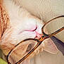 Nesquik participe au concours pour gagner de l'argent avec cette photo : cat, orange_cat, white_cat, glasses, sleeping, close_up, pink_nose, whiskers, ear, feline, resting, soft_texture, eyewear, cute, pet, domestic_animal, fur, portrait, indoors, cozy